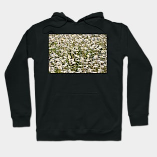 Field of daisies Hoodie